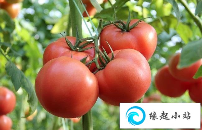 西红柿的功效与作用 吃西红柿的好处
