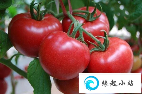 吃西红柿可以减肥吗 西红柿有美白效果吗