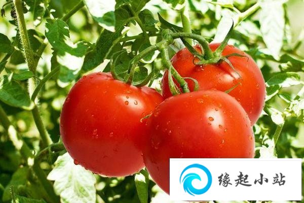 吃西红柿可以减肥吗 西红柿有美白效果吗