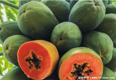 吃木瓜的7大禁忌，不能和湿热的食物同食