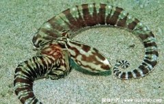 拟态章鱼可以变成海蛇等15种生物，真实变身视频