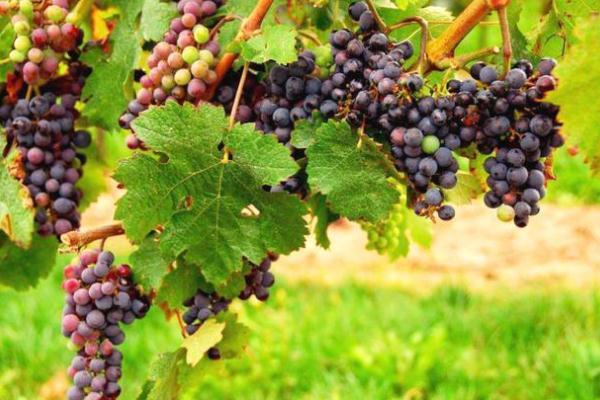 吃葡萄有助于排便吗 吃葡萄有助于减肥吗