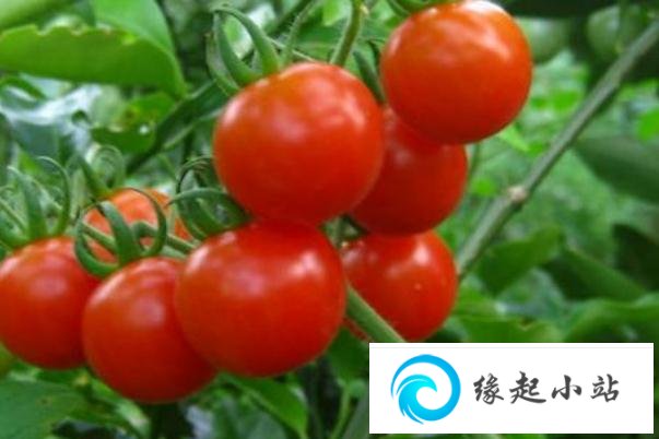 西红柿生吃的功效与作用 西红柿生吃的好处