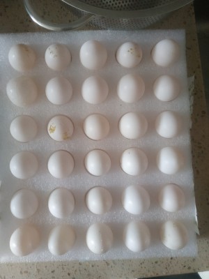 鸽子蛋的营养有哪些_鸽子蛋的营养养殖