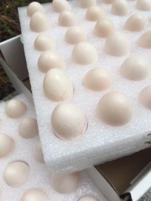 鸽子蛋的营养有哪些_鸽子蛋的营养养殖