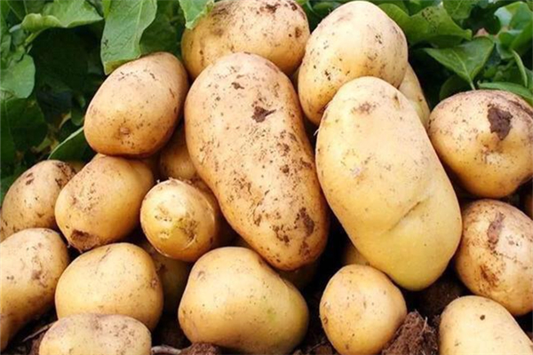 土豆发芽了还能吃吗 土豆怎么保存不发绿