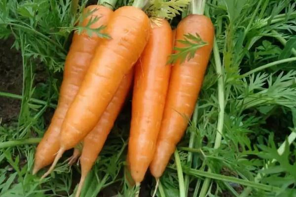胡萝卜的热量是多少大卡 吃胡萝卜能减肥吗