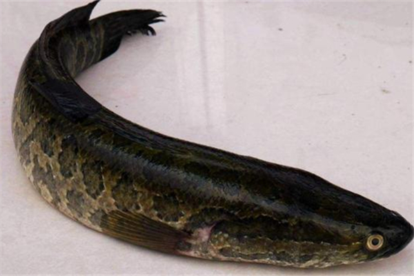 黑鱼对伤口愈合有好处吗 黑鱼手术后能吃