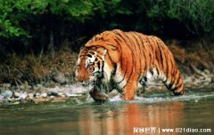 华南虎灭绝了吗2021，在野外已经灭绝(人