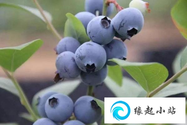 蓝莓可以减肥吃吗 蓝莓减肥还是增肥