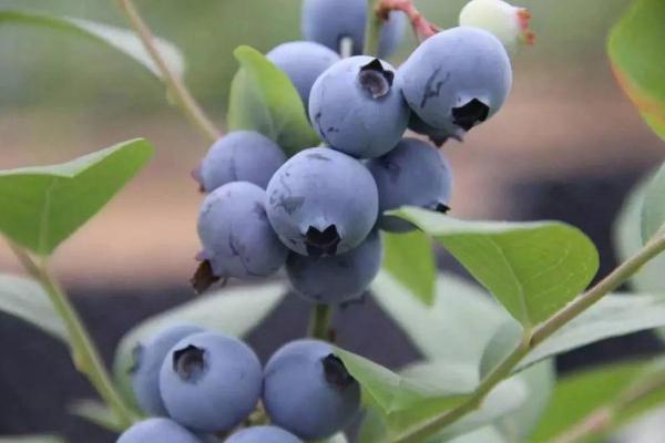 蓝莓可以减肥吃吗 蓝莓减肥还是增肥
