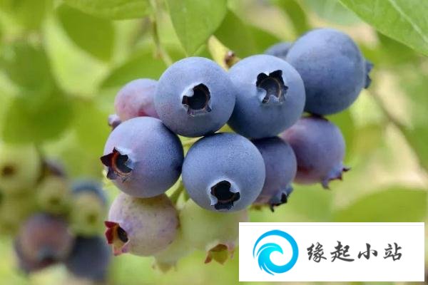 蓝莓可以和芒果一起吃吗 蓝莓可以不洗直接吃吗