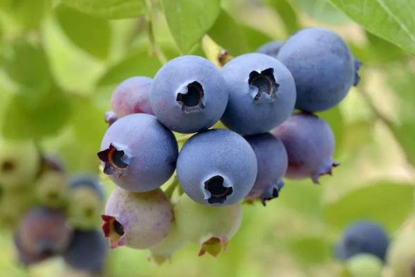 蓝莓可以和芒果一起吃吗 蓝莓可以不洗直