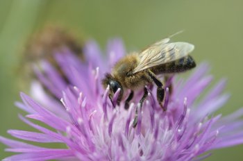 蜜蜂生活习性是怎样的_蜜蜂的特点和生活