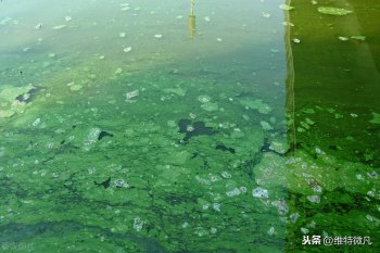 什么是蓝藻_蓝藻的形成和危害
