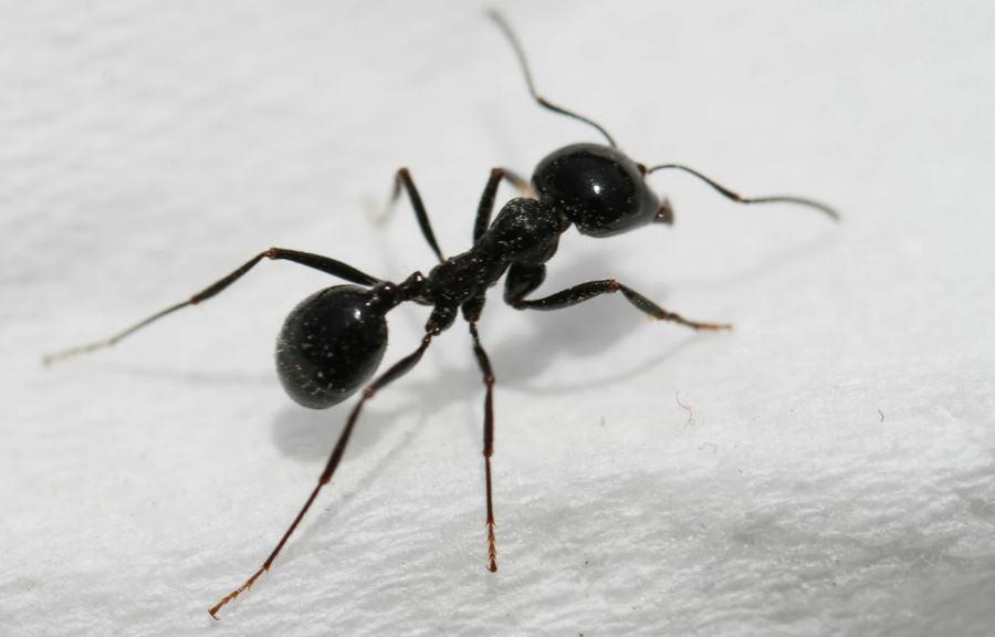 如何灭蚂蚁_消灭蚂蚁的有效方法