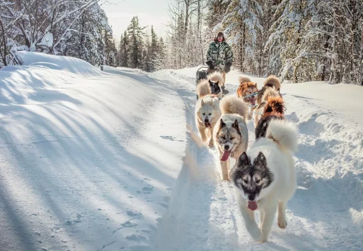 雪橇犬有几种_雪橇犬的种类