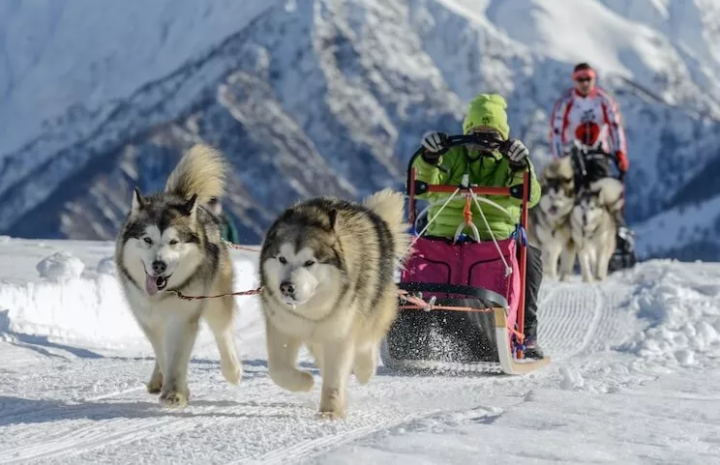 雪橇犬有几种_雪橇犬的种类